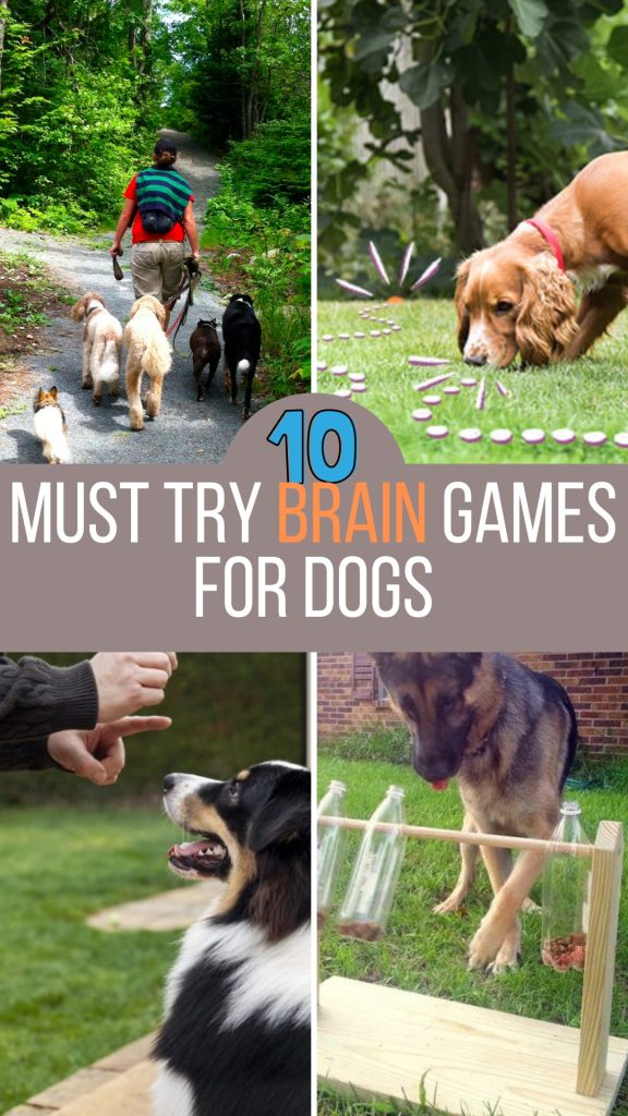 Brain Games for Dogs