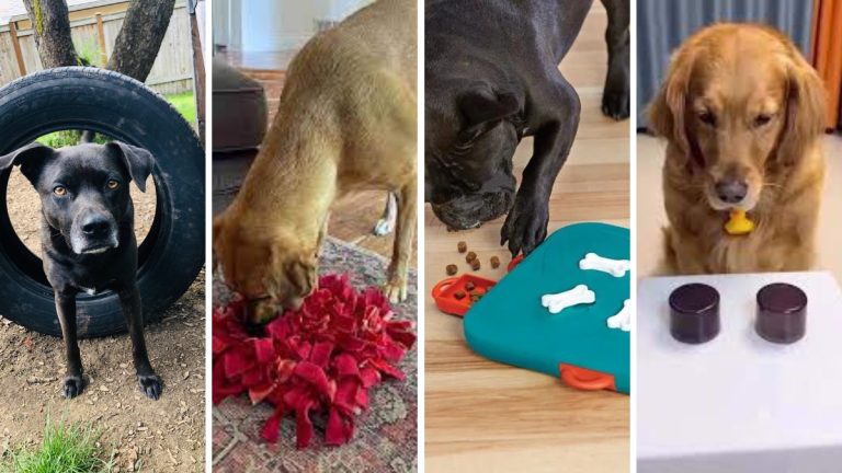 Brain Games for Dogs