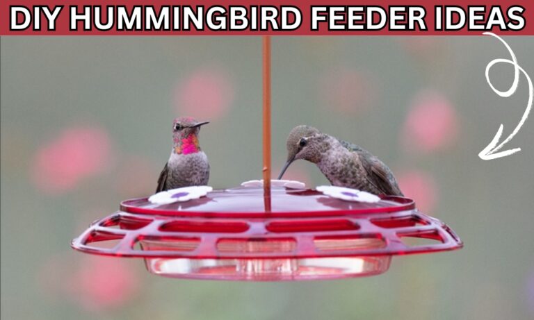 20 DIY Hummingbird Feeder Ideas for 2025