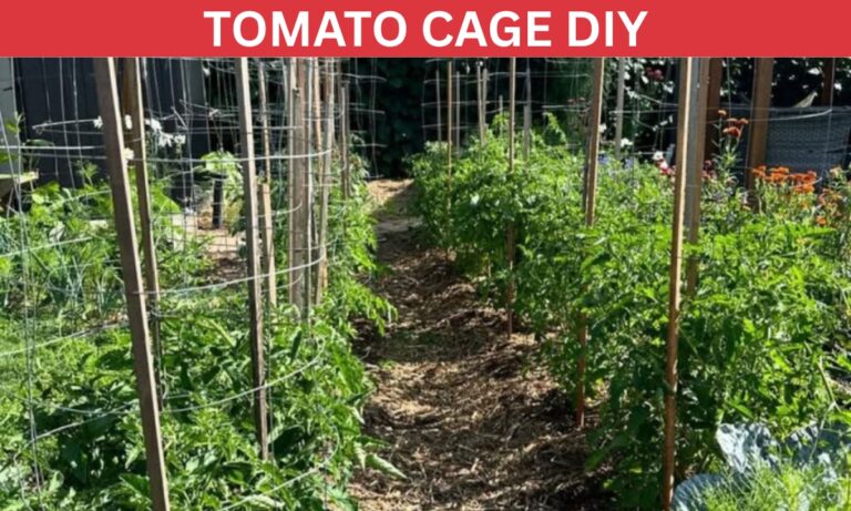18 Tomato Cages DIY Ideas for 2025